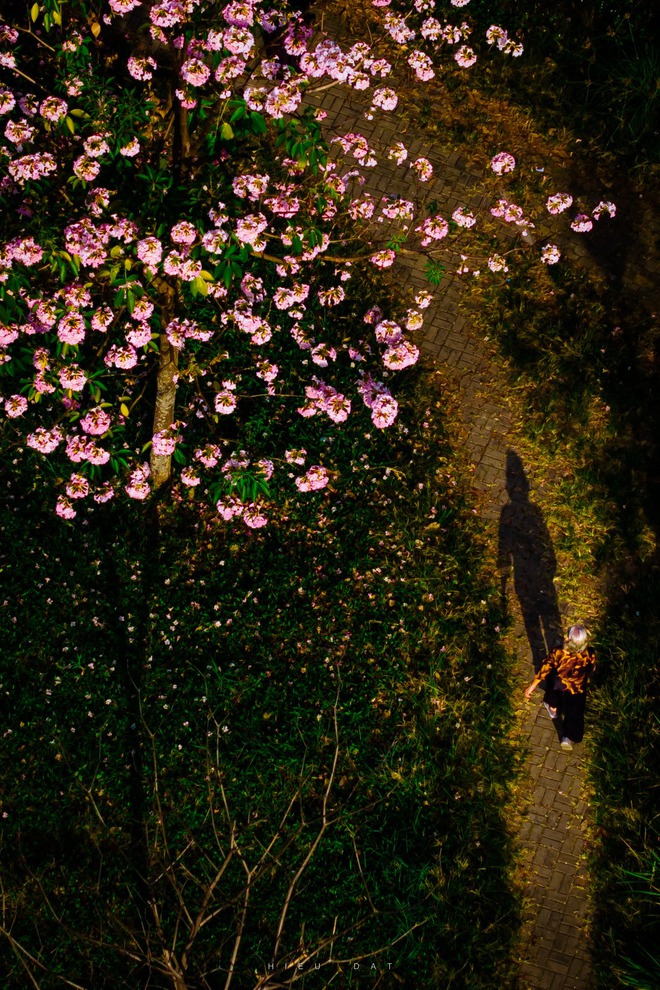 Hoa điệp v&agrave;ng, k&egrave;n hồng thi nhau khoe sắc ở 'khu nh&agrave; gi&agrave;u' Ph&uacute; Mỹ Hưng TP.HCM - Ảnh 3.