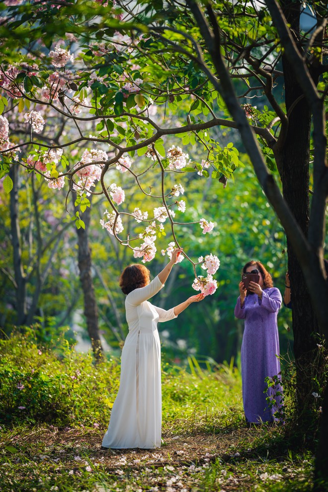 Hoa điệp v&agrave;ng, k&egrave;n hồng thi nhau khoe sắc ở 'khu nh&agrave; gi&agrave;u' Ph&uacute; Mỹ Hưng TP.HCM - Ảnh 5.