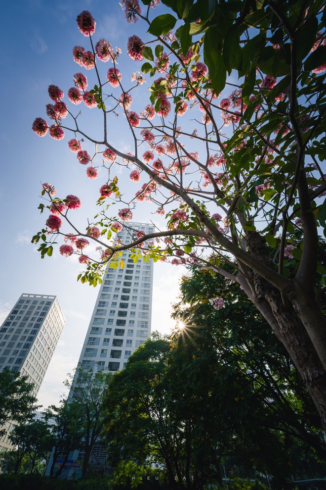 Hoa điệp v&agrave;ng, k&egrave;n hồng thi nhau khoe sắc ở 'khu nh&agrave; gi&agrave;u' Ph&uacute; Mỹ Hưng TP.HCM - Ảnh 4.