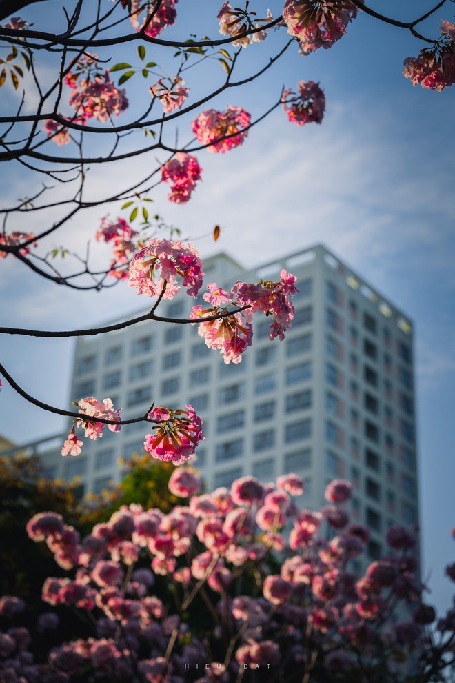 Hoa điệp v&agrave;ng, k&egrave;n hồng thi nhau khoe sắc ở 'khu nh&agrave; gi&agrave;u' Ph&uacute; Mỹ Hưng TP.HCM - Ảnh 6.