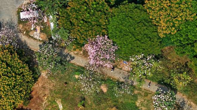 Hoa điệp v&agrave;ng, k&egrave;n hồng thi nhau khoe sắc ở 'khu nh&agrave; gi&agrave;u' Ph&uacute; Mỹ Hưng TP.HCM - Ảnh 11.