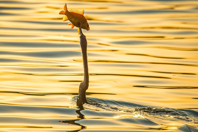 Chim cổ rắn qu&yacute; hiếm săn c&aacute; ở Ph&uacute; Mỹ Hưng: Con mồi tho&aacute;t ngoạn mục - Ảnh 8.