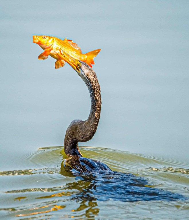 Chim cổ rắn qu&yacute; hiếm săn c&aacute; ở Ph&uacute; Mỹ Hưng: Con mồi tho&aacute;t ngoạn mục - Ảnh 6.