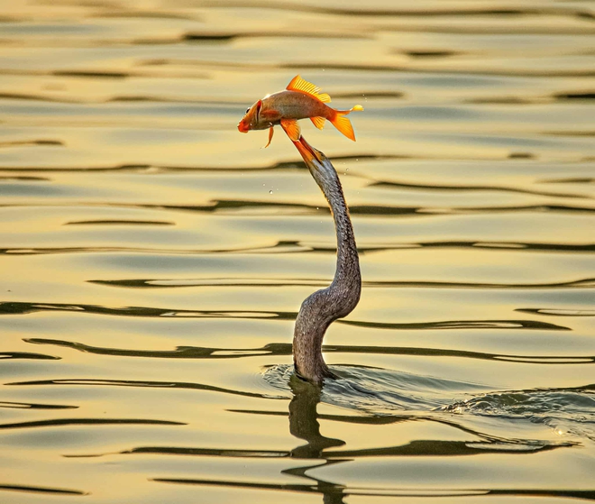 Chim cổ rắn qu&yacute; hiếm săn c&aacute; ở Ph&uacute; Mỹ Hưng: Con mồi tho&aacute;t ngoạn mục - Ảnh 7.