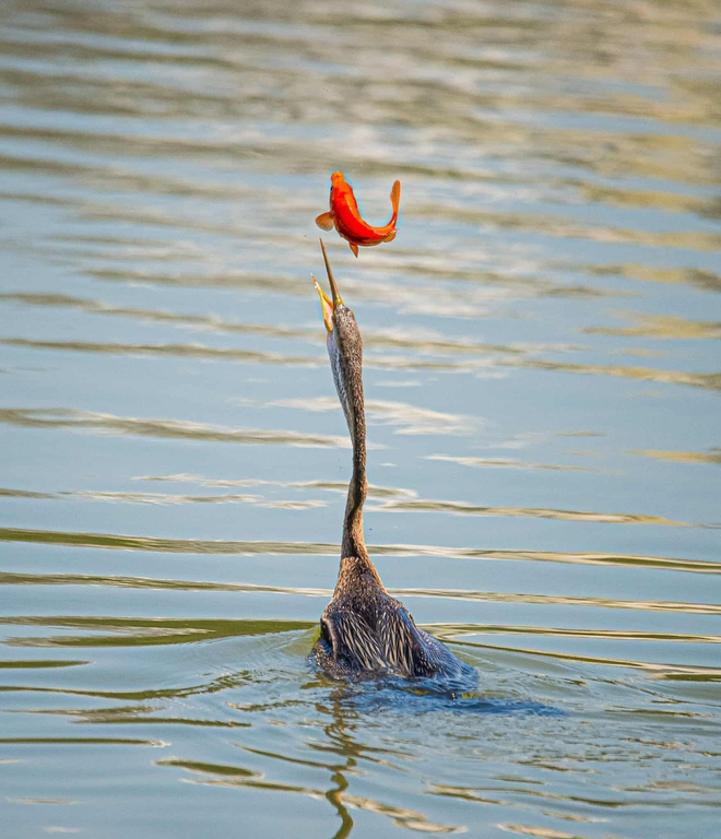 Chim cổ rắn qu&yacute; hiếm săn c&aacute; ở Ph&uacute; Mỹ Hưng: Con mồi tho&aacute;t ngoạn mục - Ảnh 9.