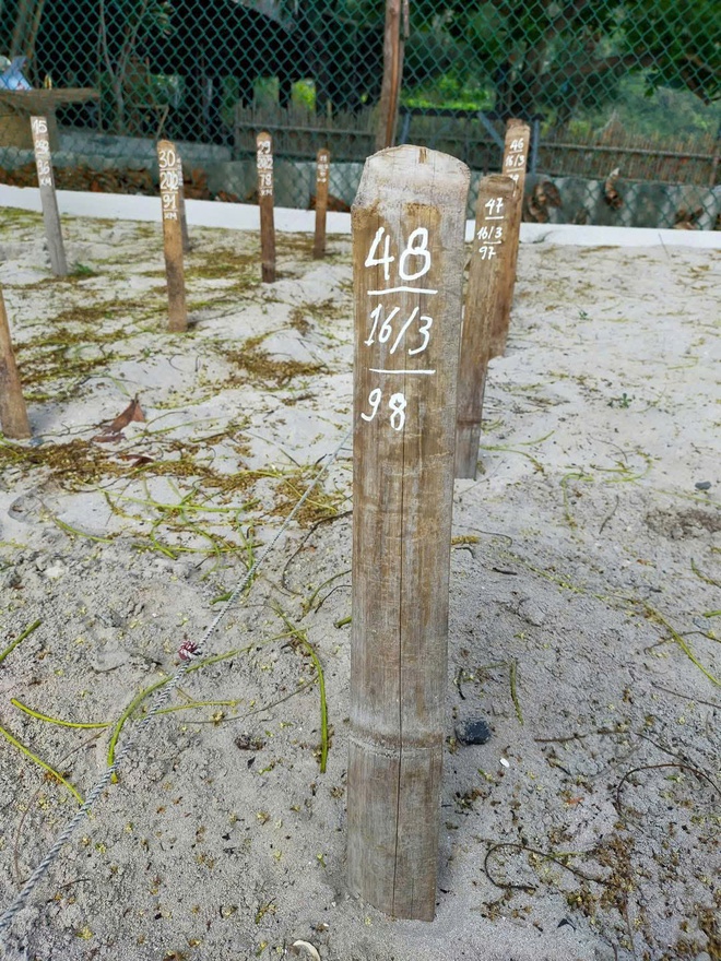 48 rùa mẹ quay về quê hương Côn Đảo đẻ trứng trong hơn 3 tháng qua - Ảnh 2.