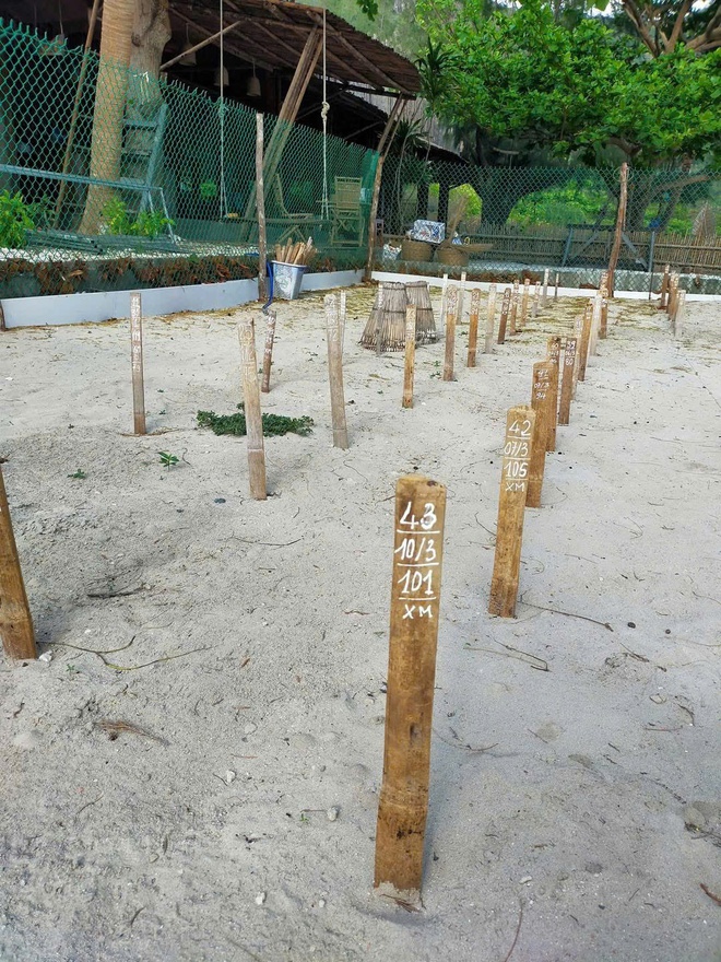 48 rùa mẹ quay về quê hương Côn Đảo đẻ trứng trong hơn 3 tháng qua - Ảnh 1.