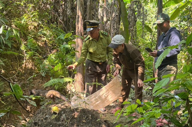 Trăn đất, r&ugrave;a sa nh&acirc;n... c&ugrave;ng loạt động vật hoang d&atilde; được t&aacute;i thả về rừng - Ảnh 3.