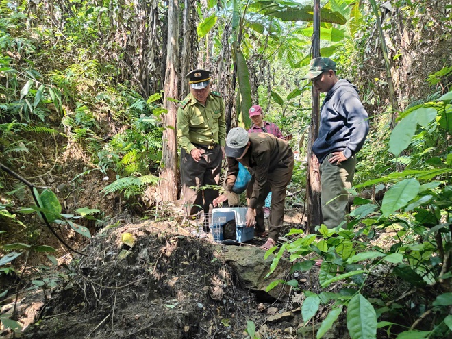 Trăn đất, r&ugrave;a sa nh&acirc;n... c&ugrave;ng loạt động vật hoang d&atilde; được t&aacute;i thả về rừng - Ảnh 4.