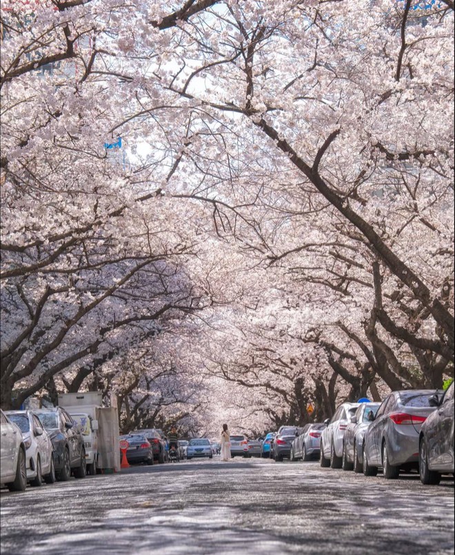 Sau 48 năm, Nhật Bản tăng phí visa với khách Việt- Ảnh 3. Sau 48 năm, Nhật Bản tăng phí visa với khách Việt- Ảnh 3.