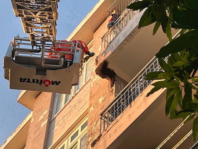 Kịp thời xử l&yacute; tổ ong 'khủng' trong khu d&acirc;n cư ở TP.HCM - Ảnh 4.