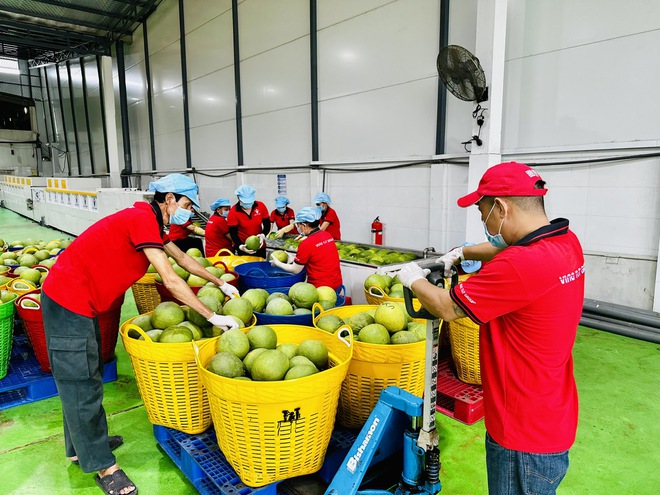 Chính thức bán bưởi da xanh Vĩnh Long vào thị trường Úc- Ảnh 4. Chính thức bán bưởi da xanh Vĩnh Long vào thị trường Úc- Ảnh 4.