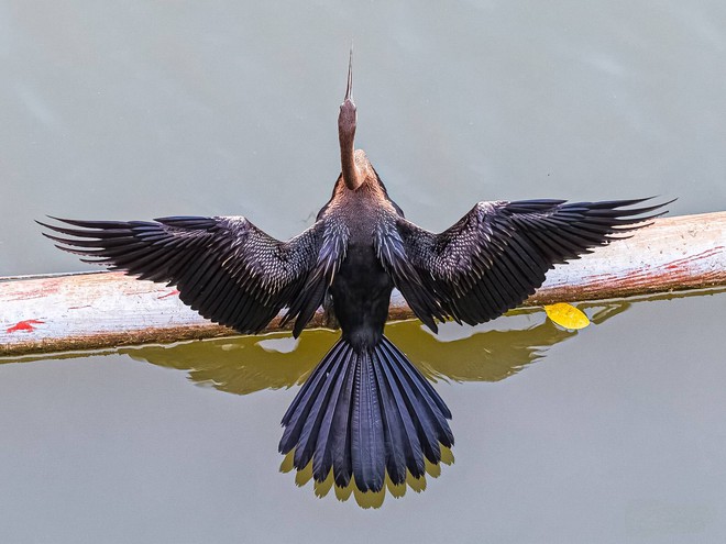 Cảnh hiếm gặp: Bầy chim qu&yacute; trong S&aacute;ch đỏ bay rợp trời ở 'khu nh&agrave; gi&agrave;u' TP.HCM - Ảnh 9.