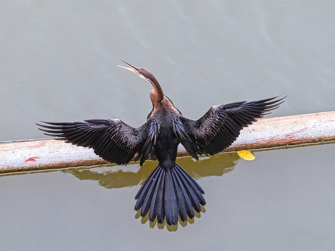Cảnh hiếm gặp: Bầy chim qu&yacute; trong S&aacute;ch đỏ bay rợp trời ở 'khu nh&agrave; gi&agrave;u' TP.HCM - Ảnh 11.