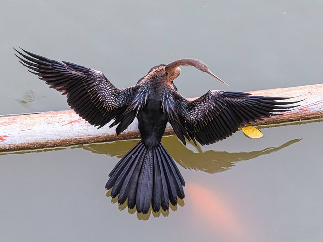 Cảnh hiếm gặp: Bầy chim qu&yacute; trong S&aacute;ch đỏ bay rợp trời ở 'khu nh&agrave; gi&agrave;u' TP.HCM - Ảnh 10.