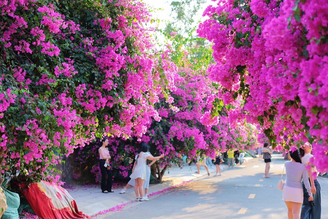 Chen nhau check-in con đường hoa giấy g&acirc;y 'sốt' tại Nha Trang- Ảnh 10.