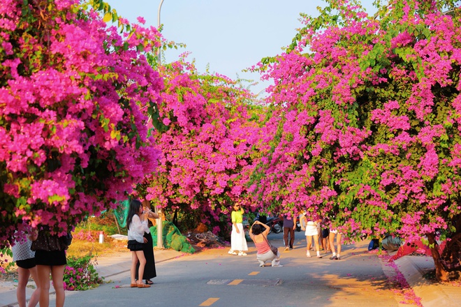 Chen nhau check-in con đường hoa giấy g&acirc;y 'sốt' tại Nha Trang- Ảnh 8.