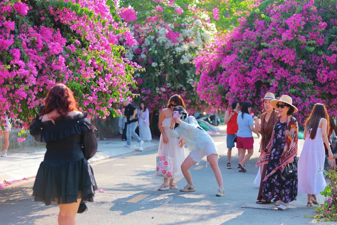 Chen nhau check-in con đường hoa giấy g&acirc;y 'sốt' tại Nha Trang- Ảnh 6.