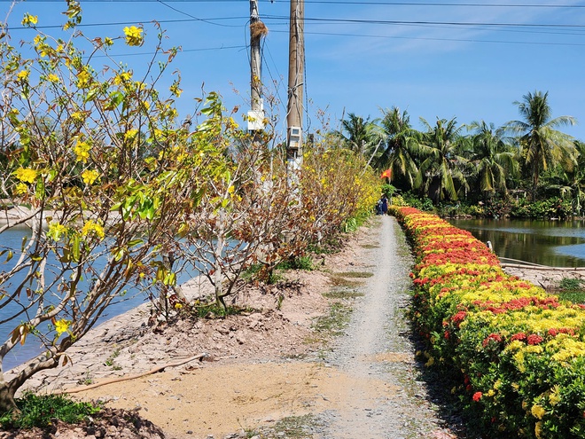 Cồn Chim, ốc đảo xinh đẹp v&ugrave;ng s&ocirc;ng nước phương Nam- Ảnh 7.