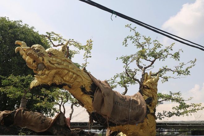 C&acirc;y cảnh gi&aacute; tiền tỉ, d&aacute;ng độc lạ h&uacute;t kh&aacute;ch tại festival ở TP.HCM- Ảnh 2.