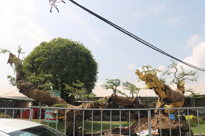 C&acirc;y cảnh gi&aacute; tiền tỉ, d&aacute;ng độc lạ h&uacute;t kh&aacute;ch tại festival ở TP.HCM- Ảnh 3.