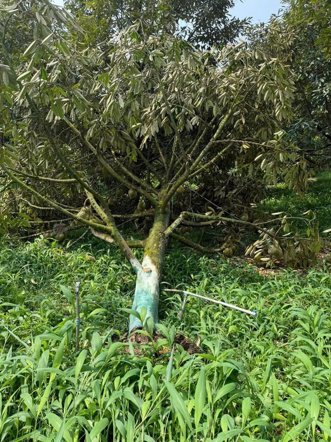 Mưa lớn ở Đồng Nai k&egrave;m lốc xo&aacute;y l&agrave;m g&atilde;y đổ 2.800 trụ ti&ecirc;u, sầu ri&ecirc;ng- Ảnh 3.