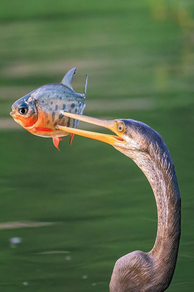 Chim trong S&aacute;ch đỏ săn mồi tr&ecirc;n mặt nước tp . Hcm: Khoảnh khắc th&uacute; vị chỉ trong v&agrave;i gi&acirc;y - Ảnh 1.