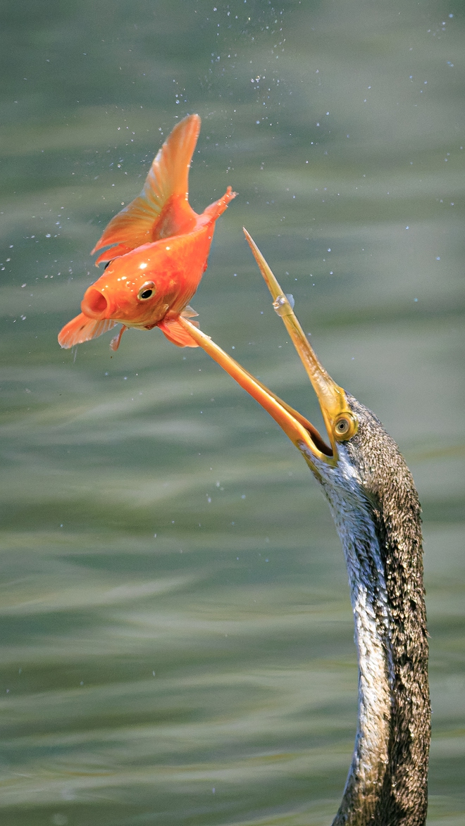 Chim trong S&aacute;ch đỏ săn mồi tr&ecirc;n mặt nước tp . Hcm: Khoảnh khắc th&uacute; vị chỉ trong v&agrave;i gi&acirc;y - Ảnh 2.