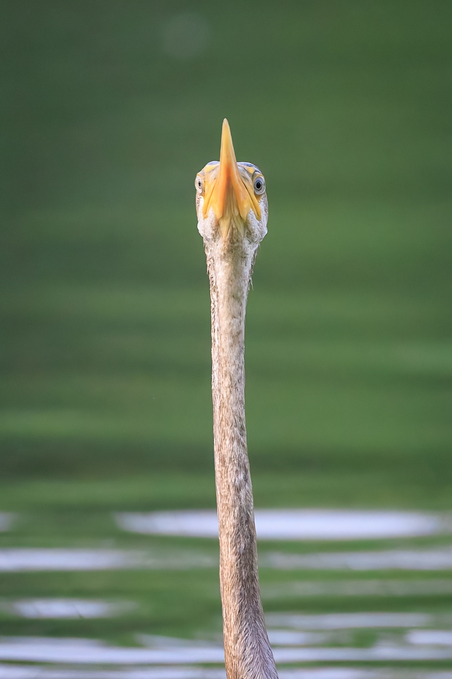 Chim trong S&aacute;ch đỏ săn mồi tr&ecirc;n mặt nước tp . Hcm: Khoảnh khắc th&uacute; vị chỉ trong v&agrave;i gi&acirc;y - Ảnh 5.