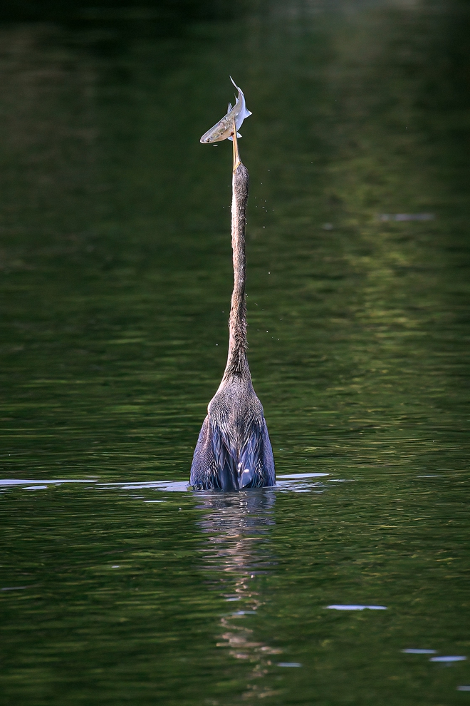 Chim trong S&aacute;ch đỏ săn mồi tr&ecirc;n mặt nước tp . Hcm: Khoảnh khắc th&uacute; vị chỉ trong v&agrave;i gi&acirc;y - Ảnh 6.