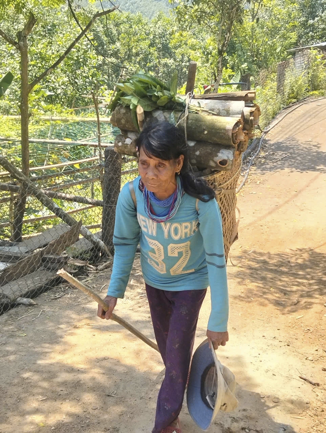 Khai th&aacute;c c&acirc;y quế hơn 50 năm tuổi ở Quảng Ng&atilde;i cho sản lượng vỏ 700 kg - Ảnh 4.