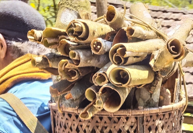 Khai th&aacute;c c&acirc;y quế hơn 50 năm tuổi ở Quảng Ng&atilde;i cho sản lượng vỏ 700 kg - Ảnh 5.