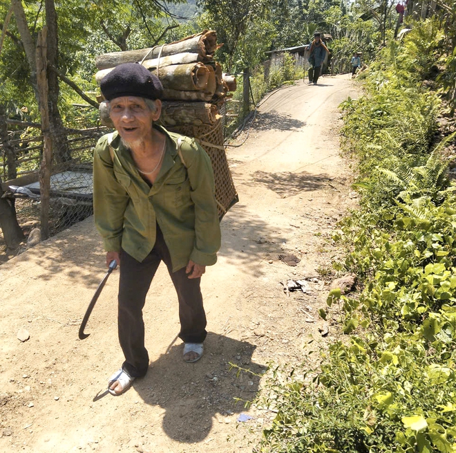 Khai th&aacute;c c&acirc;y quế hơn 50 năm tuổi ở Quảng Ng&atilde;i cho sản lượng vỏ 700 kg - Ảnh 3.