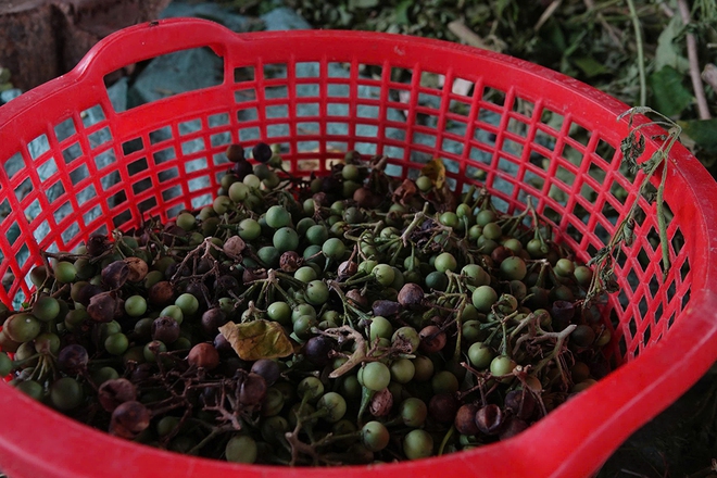 Biến ruộng l&uacute;a th&agrave;nh vườn thuốc nam từ thiện - Ảnh 3.