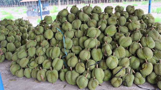 Thợ 'gõ' sầu riêng - Ảnh 17.