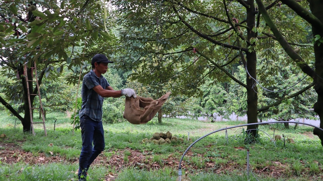 Thợ 'gõ' sầu riêng - Ảnh 13.