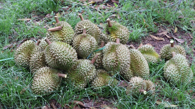 Thợ 'gõ' sầu riêng - Ảnh 14.