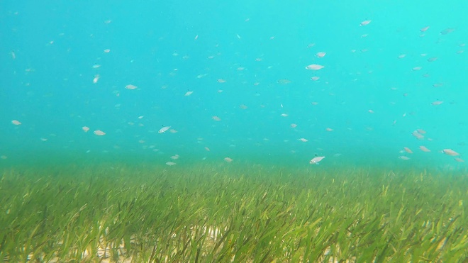 'Kho báu' carbon dưới biển Cù Lao Chàm- Ảnh 1. 'Kho báu' carbon dưới biển Cù Lao Chàm- Ảnh 1.