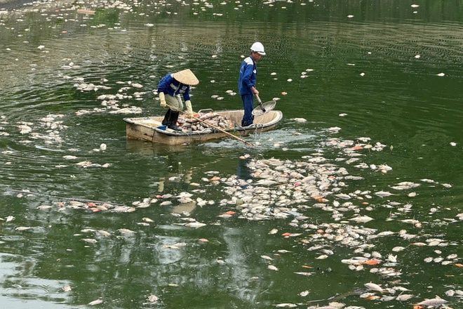Hà Nội: Cá chết hàng loạt, nổi trắng hồ điều hòa công viên Nghĩa Đô- Ảnh 9. Hà Nội: Cá chết hàng loạt, nổi trắng hồ điều hòa công viên Nghĩa Đô- Ảnh 9.