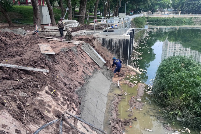 Hà Nội: Cá chết hàng loạt, nổi trắng hồ điều hòa công viên Nghĩa Đô- Ảnh 2. Hà Nội: Cá chết hàng loạt, nổi trắng hồ điều hòa công viên Nghĩa Đô- Ảnh 2.