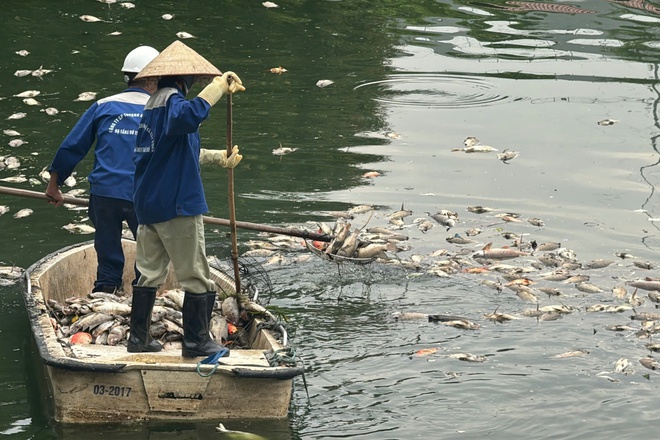 Hà Nội: Cá chết hàng loạt, nổi trắng hồ điều hòa công viên Nghĩa Đô- Ảnh 6. Hà Nội: Cá chết hàng loạt, nổi trắng hồ điều hòa công viên Nghĩa Đô- Ảnh 6.