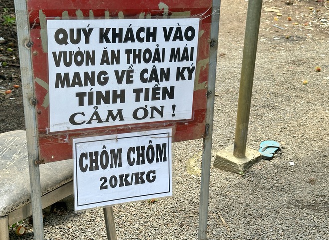 Vườn tr&aacute;i c&acirc;y trĩu quả c&aacute;ch TP.HCM 2 giờ đi xe: Kh&aacute;ch t&igrave;m đến 'ăn thả ga' - Ảnh 11.