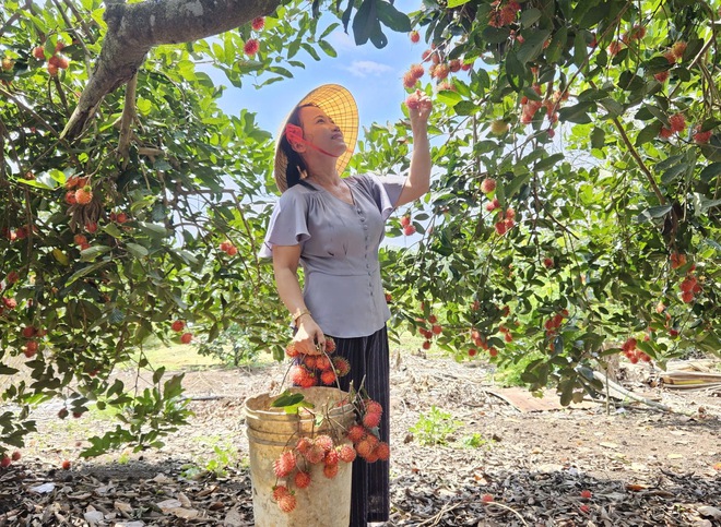 Vườn tr&aacute;i c&acirc;y trĩu quả c&aacute;ch TP.HCM 2 giờ đi xe: Kh&aacute;ch t&igrave;m đến 'ăn thả ga' - Ảnh 17.