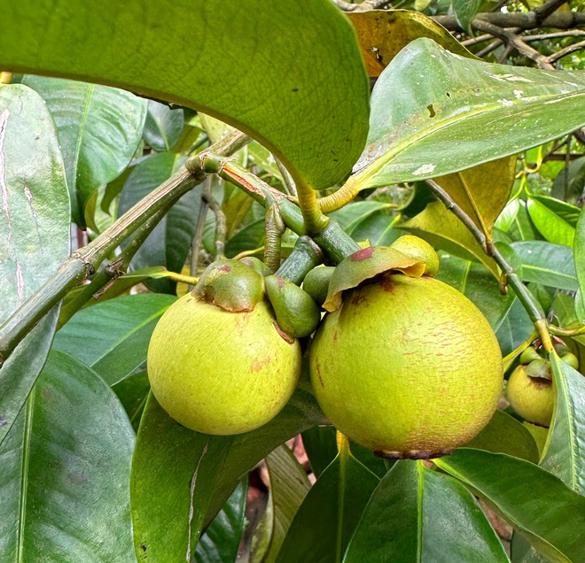 Vườn tr&aacute;i c&acirc;y trĩu quả c&aacute;ch TP.HCM 2 giờ đi xe: Kh&aacute;ch t&igrave;m đến 'ăn thả ga' - Ảnh 5.