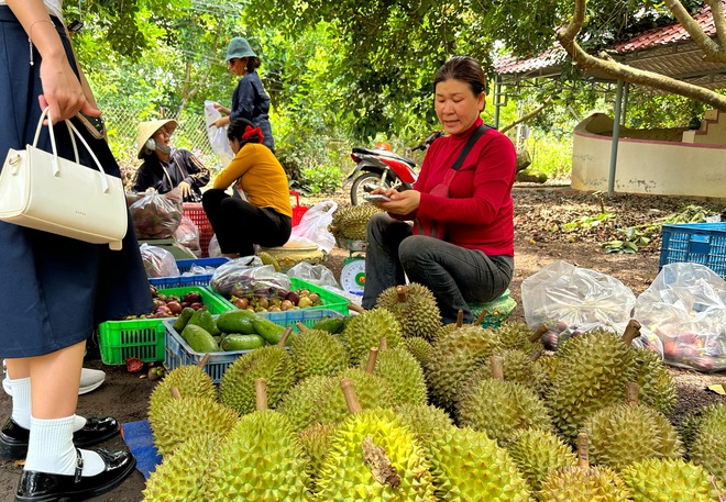 Vườn tr&aacute;i c&acirc;y trĩu quả c&aacute;ch TP.HCM 2 giờ đi xe: Kh&aacute;ch t&igrave;m đến 'ăn thả ga' - Ảnh 12.