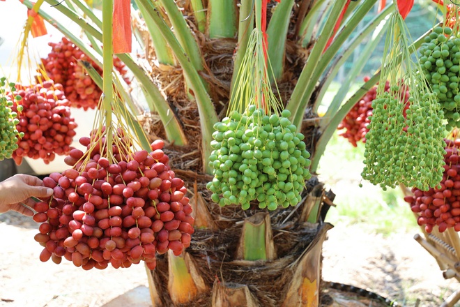 Độc đ&aacute;o vườn ch&agrave; l&agrave; trĩu quả tại Kh&aacute;nh H&ograve;a - Ảnh 5.