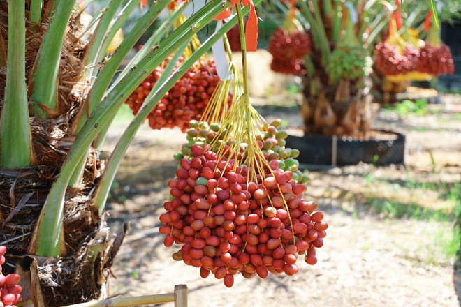 Độc đ&aacute;o vườn ch&agrave; l&agrave; trĩu quả tại Kh&aacute;nh H&ograve;a - Ảnh 3.