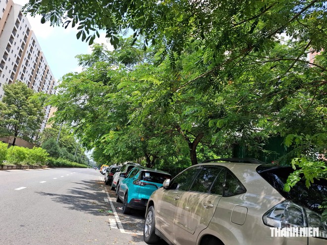 Nguy cơ từ tán cây xanh lấn đường - Ảnh 2.