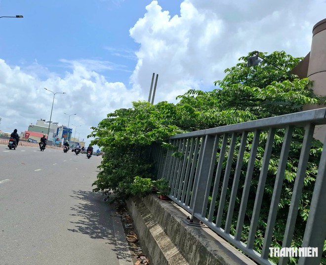 Nguy cơ từ tán cây xanh lấn đường - Ảnh 3.