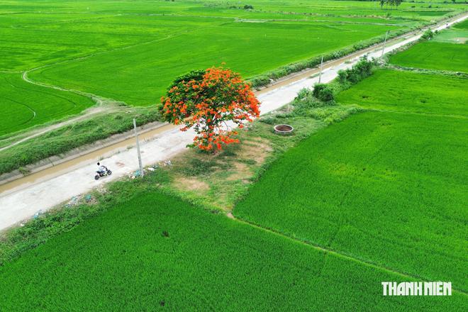 Khám phá cây phượng cô đơn giữa đồng lúa ở Khánh Hòa- Ảnh 6.